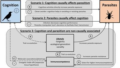 Host Cognition and Parasitism in Birds: A Review of the Main Mechanisms